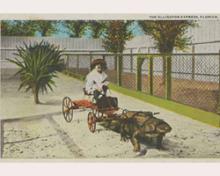 photo of a postcard of a girl in a cart pulled by an alligator