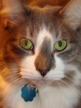 Photo of a cat called Pop Tart.